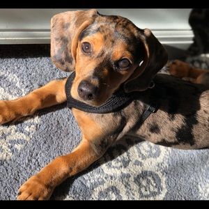 Meet your Posher, Leslie